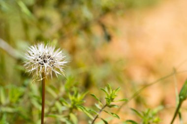 Yumuşak, bulanık bir arka planda kuru bir kır çiçeğinin yakın çekimi. Sıcacık doğal tonlara sahip minimal botanik detaylar, doğa temaları, arka planlar ve ekolojik tasarım için mükemmel.