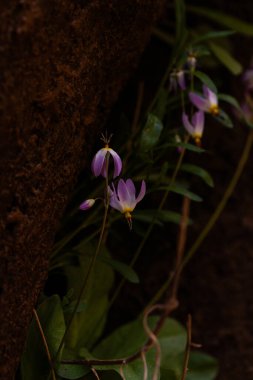 Kayalık bir kanyon duvarının gölgesinde açan narin mor kır çiçekleri yumuşak, karamsar, düşük ışık atmosferinde yakalanır.