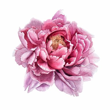 flowers.peony.watercolor.This resim kartpostal davetiyeleri el ilanları için kullanılabilir
