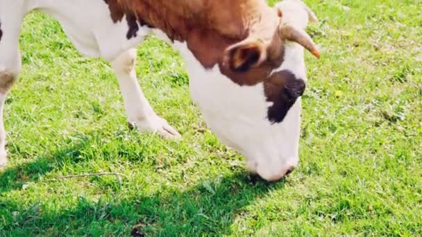 Kuh weidet auf einer grünen Wiese — Stockvideo