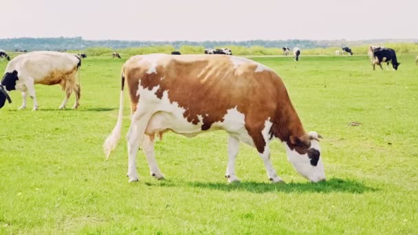 Vaches broutant sur une prairie verte — Video