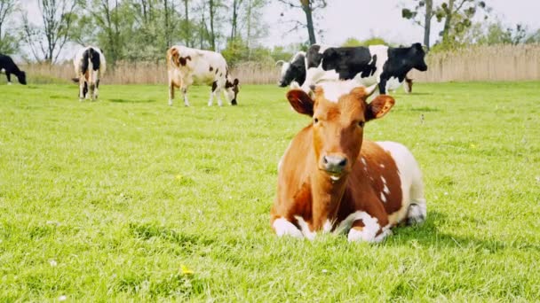 Коровы пасутся на зеленом лугу — стоковое видео
