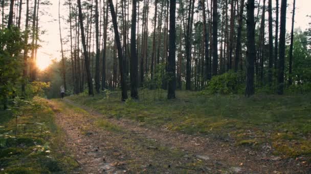Young woman running in the morning in the forest — Stock Video