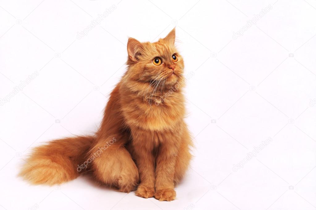 Fluffy red cat