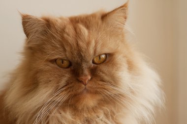 kabarık kırmızı kedi