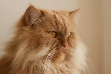 kabarık kırmızı kedi