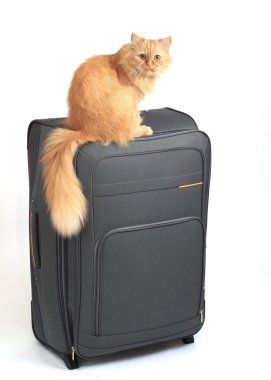 Kedi çanta üzerinde