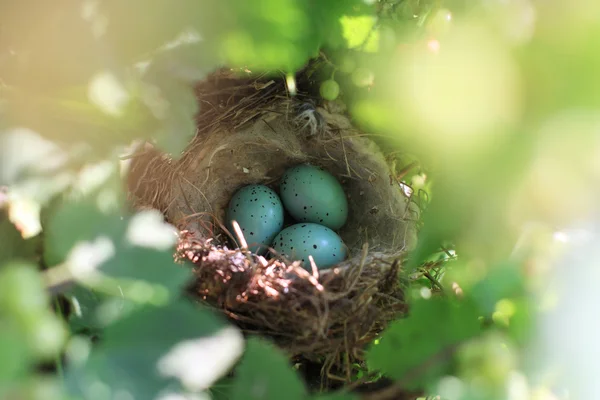 Niebieskie jajka w gnieździe — Zdjęcie stockowe