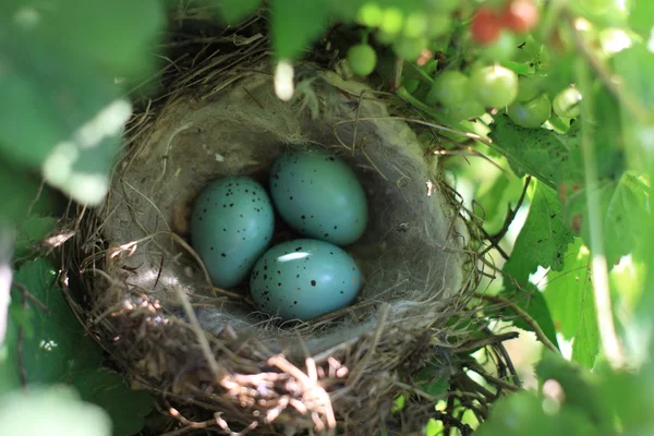Mavi bir yuvadaki yumurta