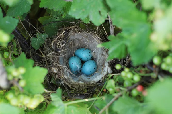 Blue eggs in a nest — Stock Photo, Image
