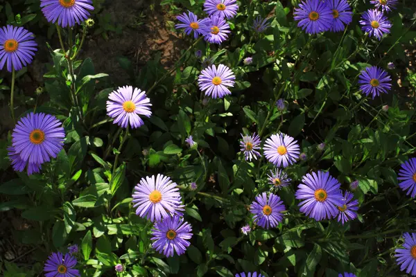 Flowerbed mavi papatya