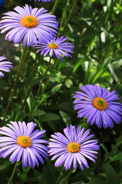 Flowerbed mavi papatya