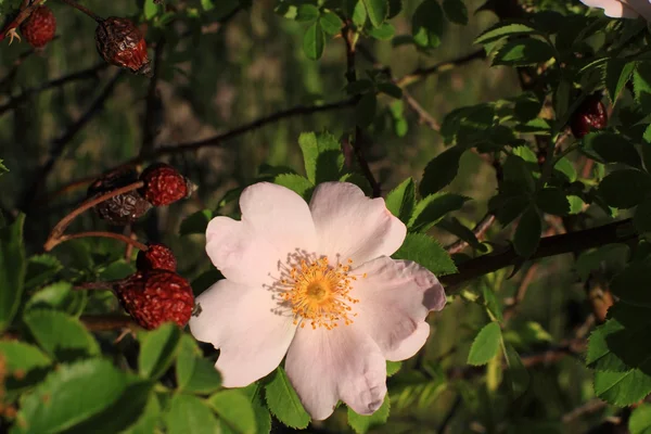 Rosa mosqueta floreciente — Foto de Stock