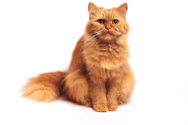 kabarık kırmızı kedi