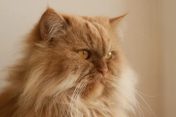 kabarık kırmızı kedi