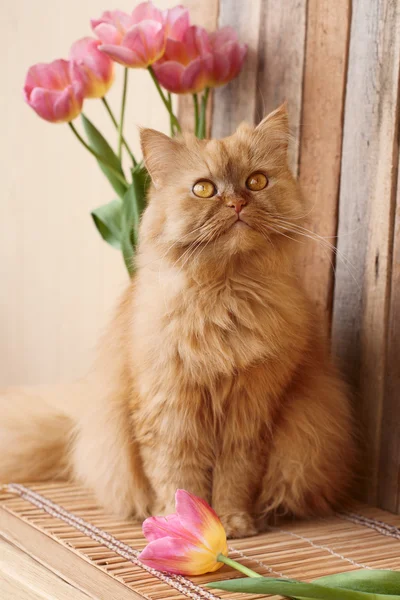 Kırmızı kedi ve pembe laleler