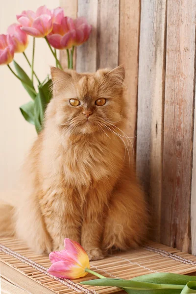 Zencefil kedi ve pembe laleler