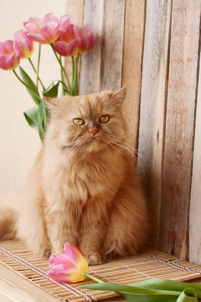 Ginger cat with ginger eyes