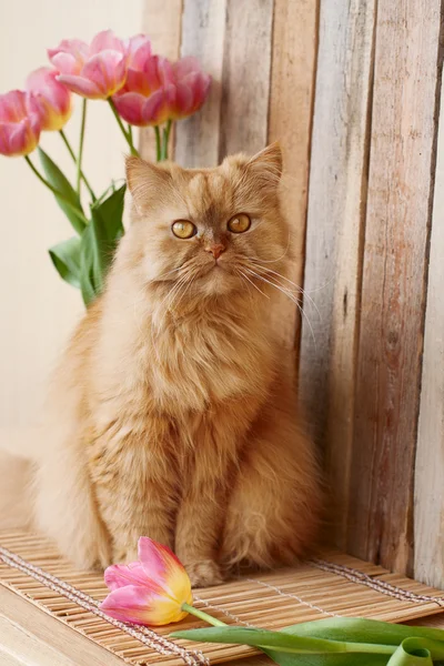 Ahşap arka plan üzerinde kabarık kedi