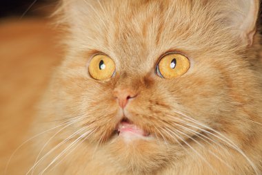 Kırmızı kedi yüzü