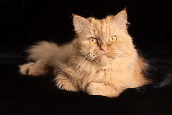 Siyah arka planda kırmızı kedi