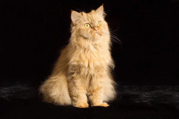 Siyah arka planda kırmızı kedi