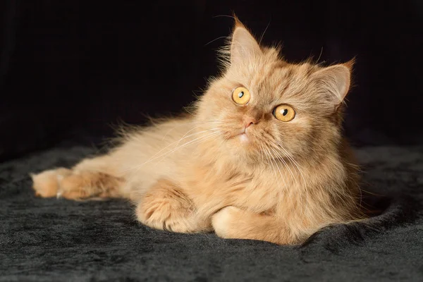 Siyah arka planda kırmızı kedi