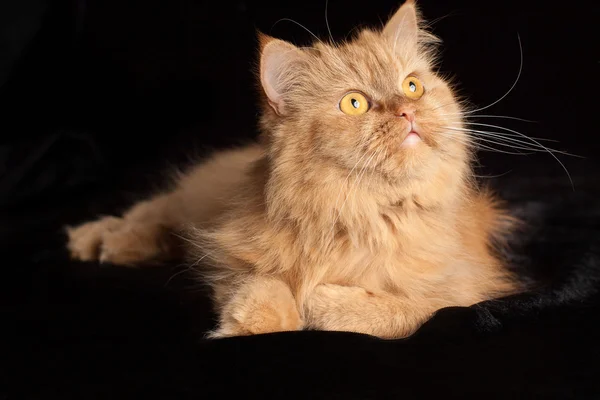 Siyah arka planda kırmızı kedi