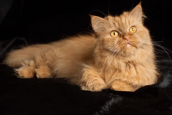 Siyah arka planda kırmızı kedi