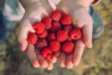 bir çocuğun elinde ahududu