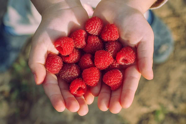 bir çocuğun elinde ahududu