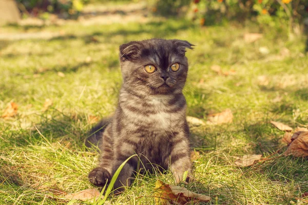 小猫在秋天的草地上 — 图库照片