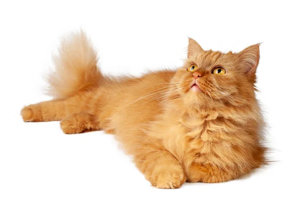 Kırmızı kedi beyaz arkaplanda dinleniyor.