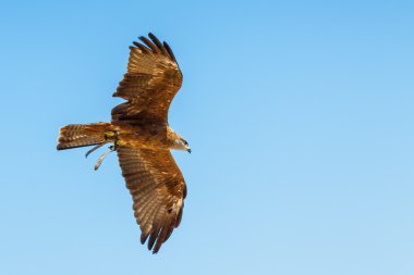 Benalmadena Ulusal bölümünde, Malaga Eyaleti, İspanya kartal.