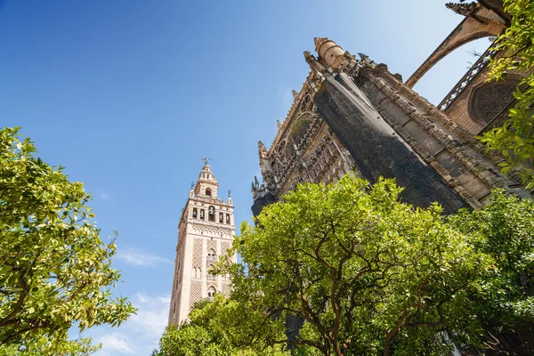 Solig utsikt över inre trädgård av katedral från synvinkel Giralda i Sevilla, Andalusien-provinsen, Spanien. — Stockfoto