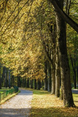 Klyazma rezervuarı yakınlarındaki sonbahar otelinin güneşli manzarası, Moskova bölgesi, Rusya.