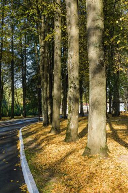 Klyazma rezervuarı yakınlarındaki sonbahar otelinin güneşli manzarası, Moskova bölgesi, Rusya.