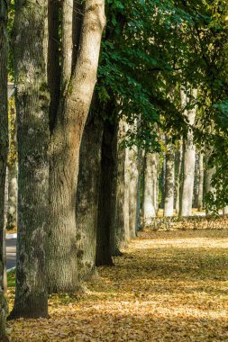 Klyazma rezervuarı yakınlarındaki sonbahar otelinin güneşli manzarası, Moskova bölgesi, Rusya.