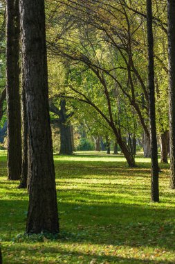 Klyazma rezervuarı yakınlarındaki sonbahar otelinin güneşli manzarası, Moskova bölgesi, Rusya.
