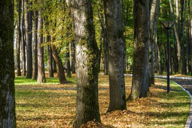 Klyazma rezervuarı yakınlarındaki sonbahar otelinin güneşli manzarası, Moskova bölgesi, Rusya.
