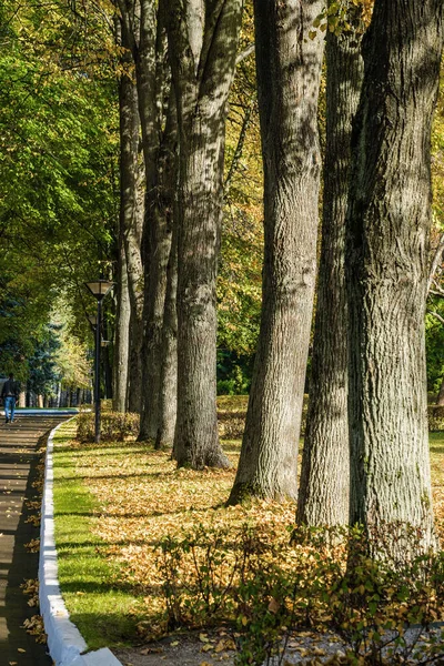 Klyazma rezervuarı yakınlarındaki sonbahar otelinin güneşli manzarası, Moskova bölgesi, Rusya.