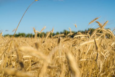 Mavi gökyüzü, Stary Oskol, Belgorod bölgesi, Rusya 'da altın buğday tarlasının günbatımı manzarası.