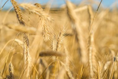 Mavi gökyüzü, Stary Oskol, Belgorod bölgesi, Rusya 'da altın buğday tarlasının günbatımı manzarası.