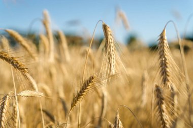 Mavi gökyüzü, Stary Oskol, Belgorod bölgesi, Rusya 'da altın buğday tarlasının günbatımı manzarası.