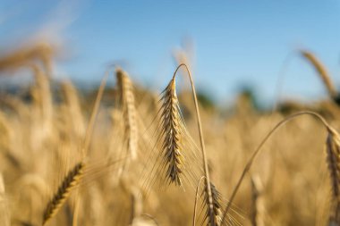 Mavi gökyüzü, Stary Oskol, Belgorod bölgesi, Rusya 'da altın buğday tarlasının günbatımı manzarası.