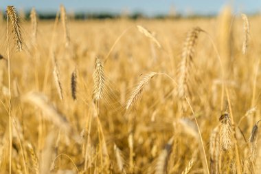 Mavi gökyüzü, Stary Oskol, Belgorod bölgesi, Rusya 'da altın buğday tarlasının günbatımı manzarası.