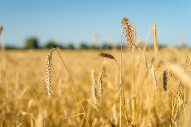 Mavi gökyüzü, Stary Oskol, Belgorod bölgesi, Rusya 'da altın buğday tarlasının günbatımı manzarası.