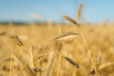 Mavi gökyüzü, Stary Oskol, Belgorod bölgesi, Rusya 'da altın buğday tarlasının günbatımı manzarası.