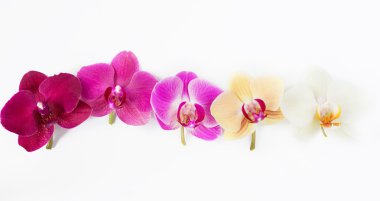 Orkide çiçek deseni