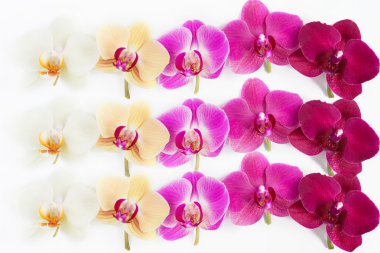 Orkide çiçek deseni